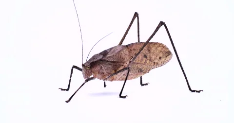 Giant katydid. Stock Footage 132766425