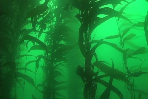 Giant kelp Stock Footage 5221197