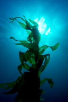 Giant kelp Stock Photos