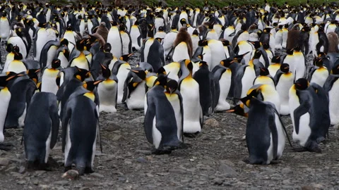 A giant King Penguin Colony at Gold Harb... | Stock Video | Pond5