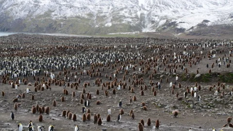 A giant King Penguin Colony at Gold Harbour, South Georgia Island. Stock Footage 242573449