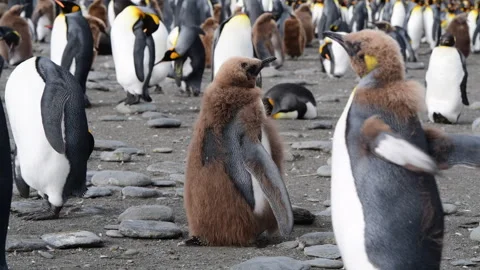 A giant King Penguin Colony at Gold Harb... | Stock Video | Pond5