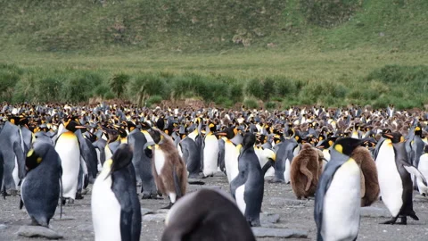 A giant King Penguin Colony at Gold Harb... | Stock Video | Pond5