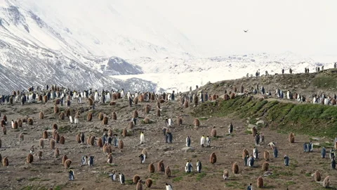 A giant King Penguin Colony at Gold Harbour, South Georgia Island. Stock Footage 242579332