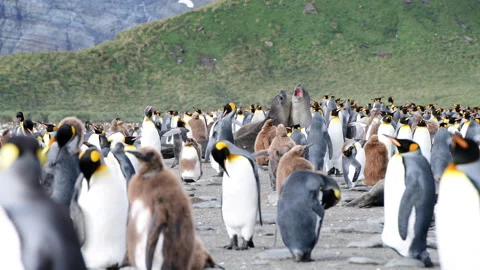 A giant King Penguin Colony at Gold Harb... | Stock Video | Pond5