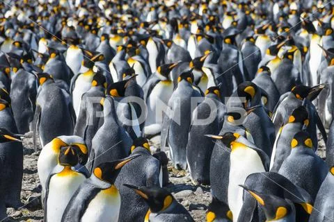 Giant king penguins (Aptenodytes patagonicus) colony, Salisbury Plain, South Stock Photos