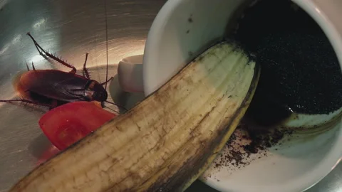 Giant Kitchen Cockroach With Decomposing... | Stock Video | Pond5