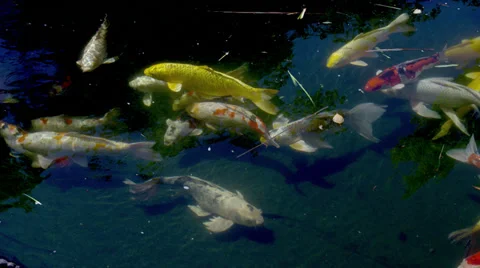 Giant Koi Fish in Pond Stock Footage 35283358