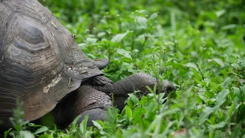 A Giant Land Tortoise Eats Grass In The Galapagos Islands, Ecuador Vídeo Stock 347822008