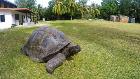 Giant Land Tortoise Stock Footage 102276072