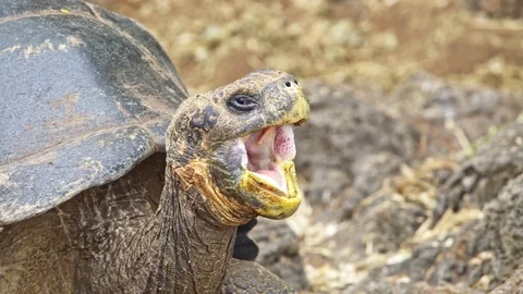 Giant Land Turtle close up Stock Footage 85391988