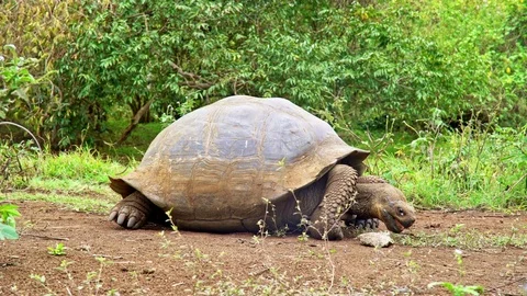 Giant Land Turtle eating Stock Footage 85392071