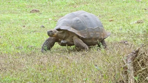 Giant Land Turtle walking Stock Footage 85392163
