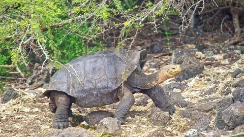 Giant Land Turtle walking on rocks Stock Footage 85392098