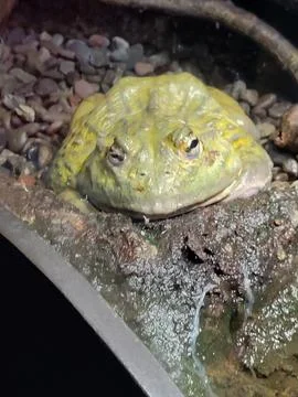Giant Large Yellow Green Pixie Frog Portrait Stock Photos