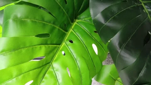 A giant leaf up close Stock Footage 262387191
