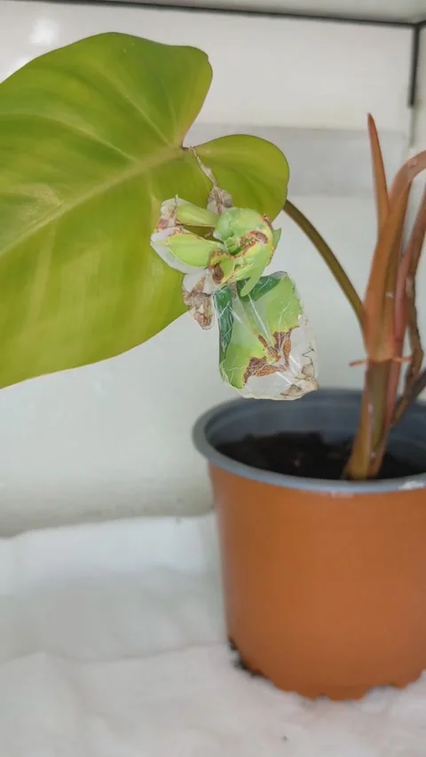 Giant Leaf Insect Sheds Exoskeleton, Antwerp, Belgium - 13 Jan 2023 Stock Footage 244864009