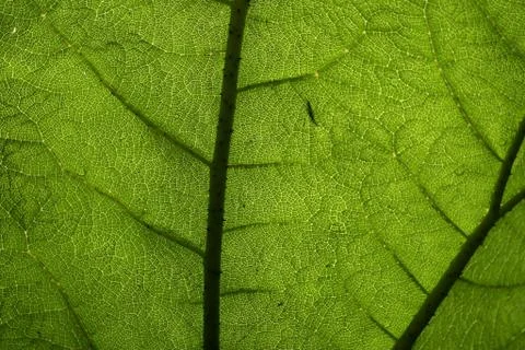 Giant leaf pattern Stock Photos