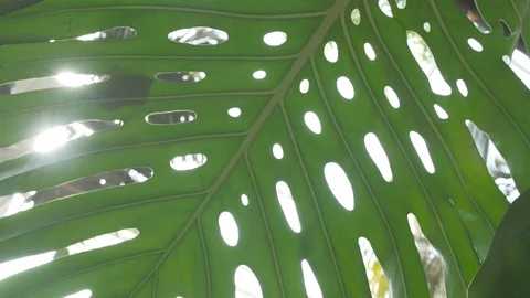 Giant Leaf With Sunflare Stock Footage 90872107