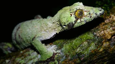 Giant Leaf-tail Gecko licks nose in Madagascar. Stock Footage 21286730