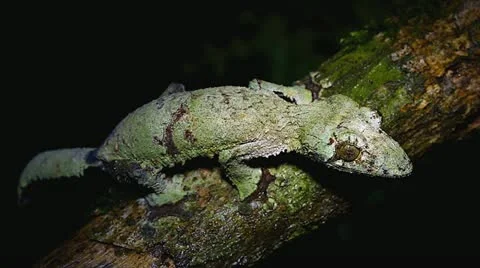 Giant Leaf-tail Gecko in Madagascar. Video stock 21286843