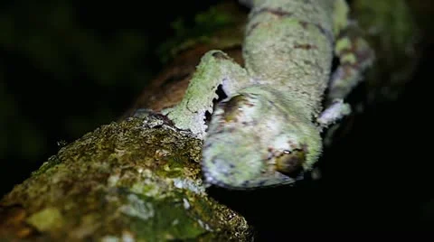 Giant Leaf-tail Gecko walking on branch in Madagascar (seamless loop) Stock Footage 21286525