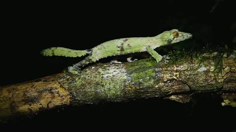 Giant Leaf-tail Gecko walking on branch in Madagascar (seamless loop) Stock Footage 21286546