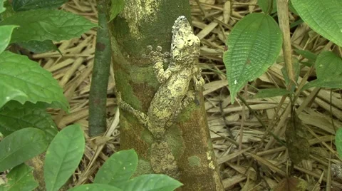 Giant leaf-tailed Gecko camouflaged against tree trunk  Stock Footage 55659516