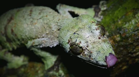 Giant Leaf-tailed Gecko licking nose in Madagascar. Stock Footage 21286675