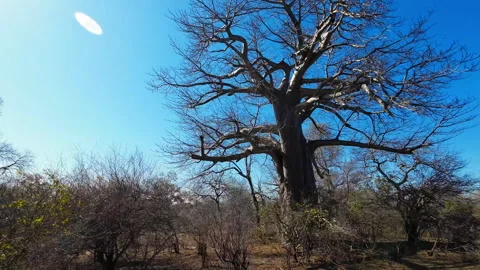 Giant Leafless Baobab Tree with Sunlight Through Its Branches Vidéo 341313594