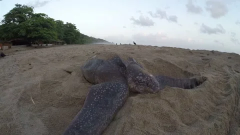 Giant Leatherback Sea Turtle nesting on the beach In Trinidad Stock Footage 151343739