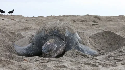 Giant Leatherback Sea Turtle nesting on the beach In Trinidad Stock Footage 151343743