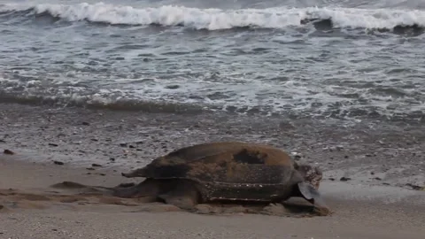Giant Leatherback Sea Turtle nesting on the beach In Trinidad Stock Footage 151343759
