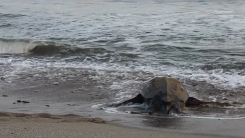 Giant Leatherback Sea Turtle nesting on the beach In Trinidad Stock Footage 151343767