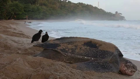 Giant Leatherback Sea Turtle nesting on the beach In Trinidad Stock Footage 151343787