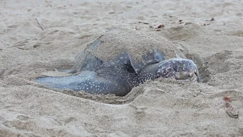 Giant Leatherback Sea Turtle nesting on the beach In Trinidad Stock Footage 151344108