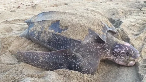 Giant Leatherback Sea Turtle nesting on the beach In Trinidad Stock Footage