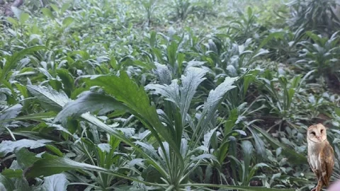 Giant Leaves View 스톡 동영상 304328782