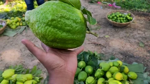 Giant Lemon in a man's hand Stock Footage 275396372