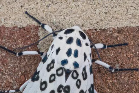 Giant Leopard Moth Head CU Stock Photos