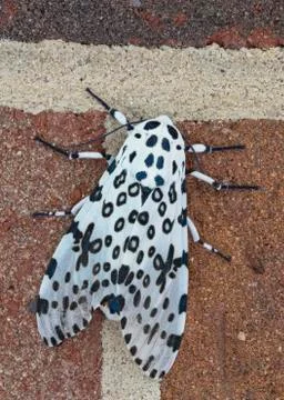 Giant Leopard Moth I Stock Photos