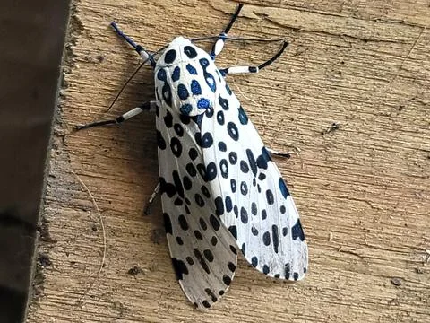 Giant Leopard Moth macro Stock Photos