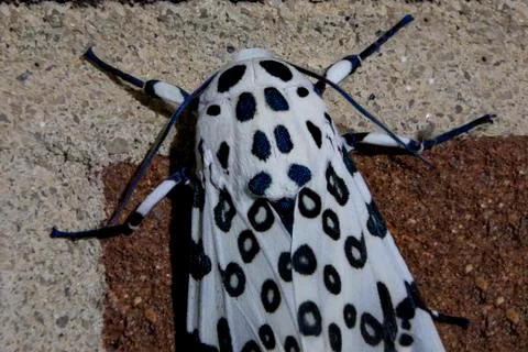 Giant Leopard Moth Thorax Stock Photos
