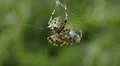 Giant Lichen Orbweaver (Araneus bicentenarius) Spider 1 HD Footage