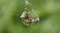 Giant Lichen Orbweaver (Araneus bicentenarius) Spider 2 HD Footage
