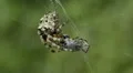 Giant Lichen Orbweaver (Araneus bicentenarius) Spider 3 HD Footage
