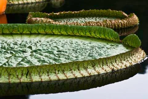 Giant lilly pad Stock Photos