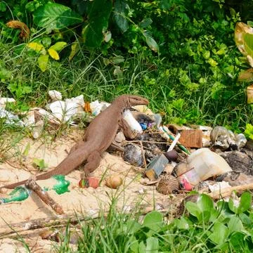 Giant lizard on a garbage dump Stock-Fotos