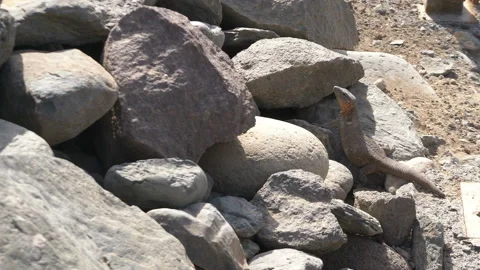 Giant lizard hiding into rocks in 4k slow motion Stock Footage 86097729