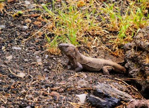 Giant lizard from hierro Stock Photos